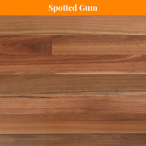 Spotted Gum